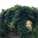 Pergola Vine