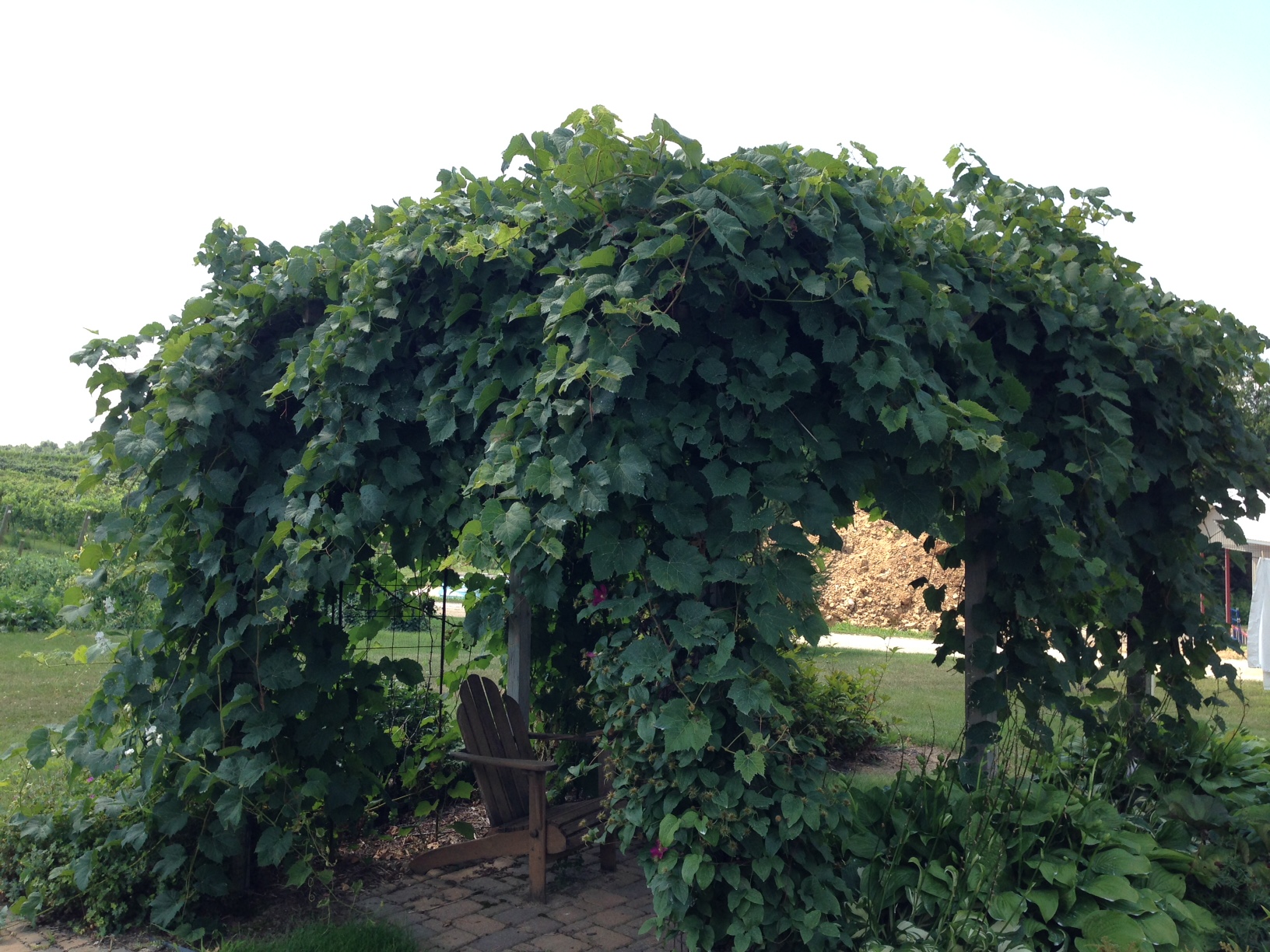 Pergola Vine